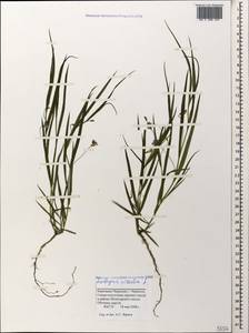 Lathyrus nissolia L., Caucasus, Stavropol Krai, Karachay-Cherkessia & Kabardino-Balkaria (K1b) (Russia)