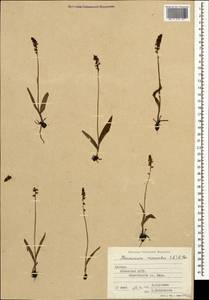 Herminium monorchis (L.) R.Br., Caucasus, Abkhazia (K4a) (Abkhazia)