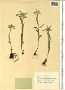 Leontopodium conglobatum (Turcz.) Hand.-Mazz., Siberia, Altai & Sayany Mountains (S2) (Russia)