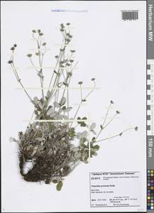 Potentilla ×prostrata Rottb., Siberia, Central Siberia (S3) (Russia)