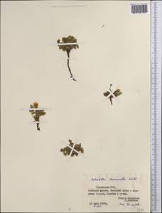 Sibbaldianthe bifurca subsp. bifurca, Middle Asia, Pamir & Pamiro-Alai (M2) (Kyrgyzstan)