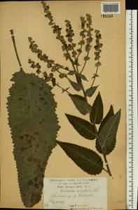 Verbascum marschallianum Ivanina & Tzvelev, Eastern Europe, Central forest-and-steppe region (E6) (Russia)