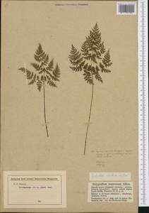 Cystopteris montana (Lam.) Desv., Western Europe (EUR) (Germany)