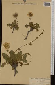 Geum reptans L., Western Europe (EUR) (Austria)