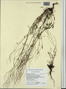 Rumex acetosella L., Western Europe (EUR) (Bulgaria)