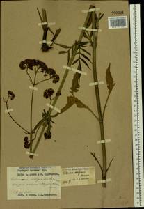 Valeriana wolgensis Kazak., Eastern Europe, Western region (E3) (Russia)