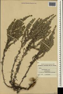 Artemisia lercheana Weber ex Stechm., Crimea (KRYM) (Russia)