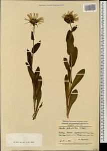 Pentanema orientale (Lam.) D. Gut. Larr., Santos-Vicente, Anderb., E. Rico & M. M. Mart. Ort., Caucasus, Azerbaijan (K6) (Azerbaijan)