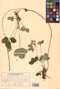 Fragaria ×ananassa (Weston) Rozier, Eastern Europe, Moscow region (E4a) (Russia)