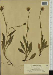 Hieracium dentatum subsp. pseudovillosum Nägeli & Peter, Western Europe (EUR) (Switzerland)