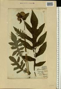Centaurea benedicta (L.) L., Eastern Europe, Lithuania (E2a) (Lithuania)