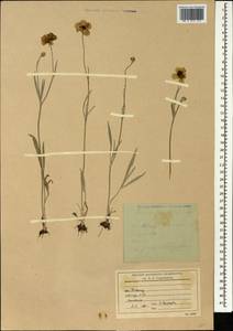 Ranunculus illyricus L., Caucasus, Stavropol Krai, Karachay-Cherkessia & Kabardino-Balkaria (K1b) (Russia)