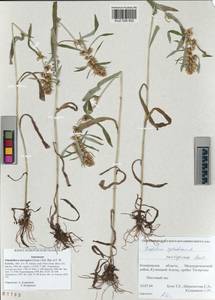 Omalotheca norvegica (Gunnerus) Sch. Bip. & F. W. Schultz, Siberia, Altai & Sayany Mountains (S2) (Russia)