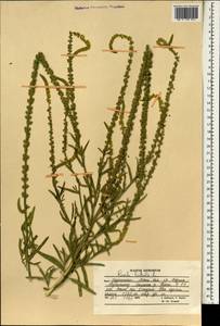 Reseda luteola L., South Asia, South Asia (Asia outside ex-Soviet states and Mongolia) (ASIA) (Afghanistan)