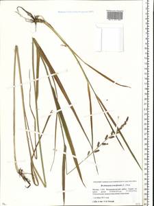 Beckmannia eruciformis (L.) Host, Eastern Europe, Moscow region (E4a) (Russia)