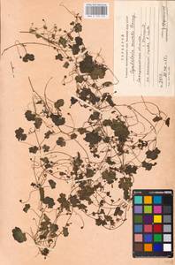 MHA 0 159 129, Cymbalaria muralis P. Gaertn., B. Mey. & Scherb., Eastern Europe, West Ukrainian region (E13) (Ukraine)