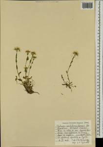 Noccaea thlaspidioides (Pall.) F.K.Mey., Mongolia (MONG) (Mongolia)