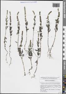 Ambrosia artemisiifolia L., Eastern Europe, Middle Volga region (E8) (Russia)