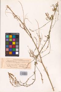 Melilotus officinalis (L.) Lam., Eastern Europe, South Ukrainian region (E12) (Ukraine)