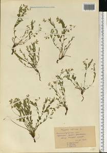 Polygala sibirica L., Eastern Europe, North Ukrainian region (E11) (Ukraine)