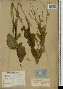 Crepis pannonica (Jacq.) C. Koch, Eastern Europe, Rostov Oblast (E12a) (Russia)