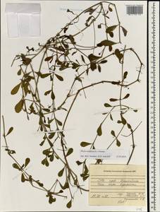 Phyla nodiflora (L.) Greene, South Asia, South Asia (Asia outside ex-Soviet states and Mongolia) (ASIA) (Vietnam)