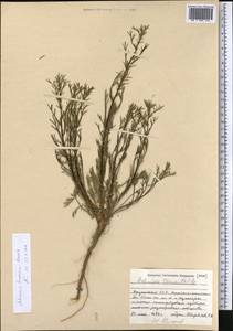 Seriphidium turanicum (Krasch.) Poljak., Middle Asia, Caspian Ustyurt & Northern Aralia (M8) (Kazakhstan)