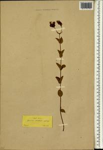 Hypericum montbretii Spach, South Asia, South Asia (Asia outside ex-Soviet states and Mongolia) (ASIA) (Turkey)