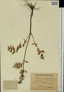 Valeriana officinalis L., Eastern Europe, North Ukrainian region (E11) (Ukraine)