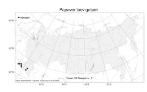 Papaver laevigatum M. Bieb., Atlas of the Russian Flora (FLORUS) (Russia)