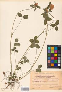 Trifolium pratense L., Eastern Europe, Moscow region (E4a) (Russia)