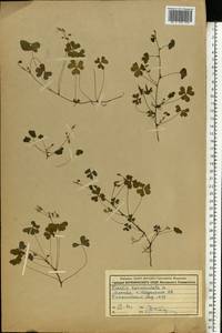 Oxalis corniculata L., Eastern Europe, Moscow region (E4a) (Russia)