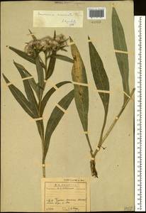 Saussurea acuminata Turcz. ex Fisch. & C. A. Mey., Siberia, Baikal & Transbaikal region (S4) (Russia)