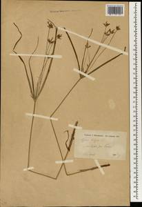 Cyperus longus L., South Asia, South Asia (Asia outside ex-Soviet states and Mongolia) (ASIA) (Iran)