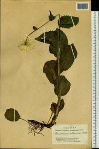 Doronicum altaicum Pall., Siberia, Altai & Sayany Mountains (S2) (Russia)