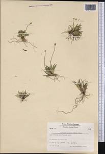 Tofieldia pusilla (Michx.) Pers., America (AMER) (Greenland)