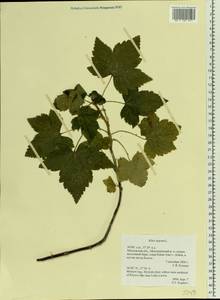 Ribes nigrum L., Eastern Europe, Moscow region (E4a) (Russia)