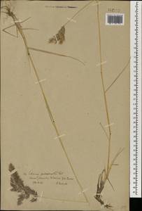 Calamagrostis pseudophragmites (Haller f.) Koeler, Mongolia (MONG) (Mongolia)