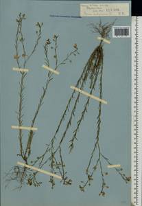 Linum austriacum L., Eastern Europe, Rostov Oblast (E12a) (Russia)