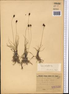 Carex pachystylis J.Gay, Middle Asia, Karakum (M6) (Turkmenistan)