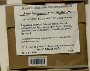 Anoectangium stracheyanum Mitt., Bryophytes, Bryophytes - Russian Far East (excl. Chukotka & Kamchatka) (B20) (Russia)