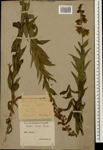 Digitalis ciliata Trautv., Caucasus, Stavropol Krai, Karachay-Cherkessia & Kabardino-Balkaria (K1b) (Russia)