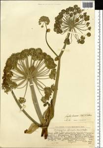 Angelica decurrens (Ledeb.) B. Fedtsch., Eastern Europe, Northern region (E1) (Russia)
