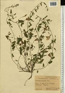 Convolvulus arvensis L., Eastern Europe, West Ukrainian region (E13) (Ukraine)