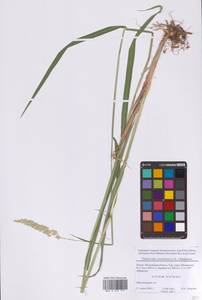 Phalaris arundinacea L., Eastern Europe, Moscow region (E4a) (Russia)