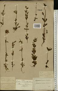 Gentianella amarella var. lingulata (C. Agardh) T. Karlsson, Eastern Europe, Moscow region (E4a) (Russia)