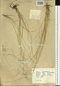 Helictotrichon desertorum (Less.) Pilg., Eastern Europe, Eastern region (E10) (Russia)