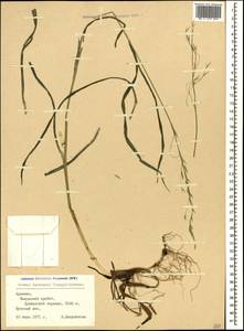 Bromus benekenii (Lange) Trimen, Caucasus, Armenia (K5) (Armenia)