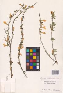 Chamaecytisus ruthenicus (Fisch. ex Woł.) Klásk., Eastern Europe, Lower Volga region (E9) (Russia)