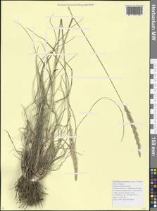 Koeleria pyramidata (Lam.) P.Beauv., Caucasus, Krasnodar Krai & Adygea (K1a) (Russia)